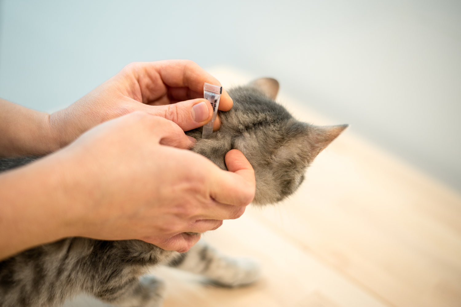 Beste Vlooienmiddel Kat [Test 2026]